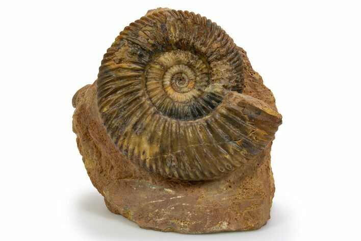 Jurassic Ammonite (Parkinsonia) Fossil - Sengenthal, Germany #301620